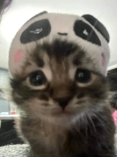 Avatar of Meowmeow334