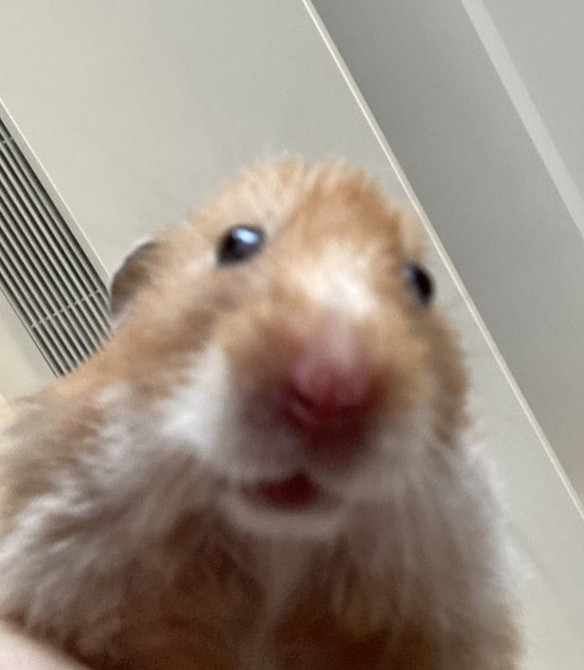 Avatar of Mads_Peepawsen