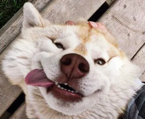 Avatar of Dog Ross