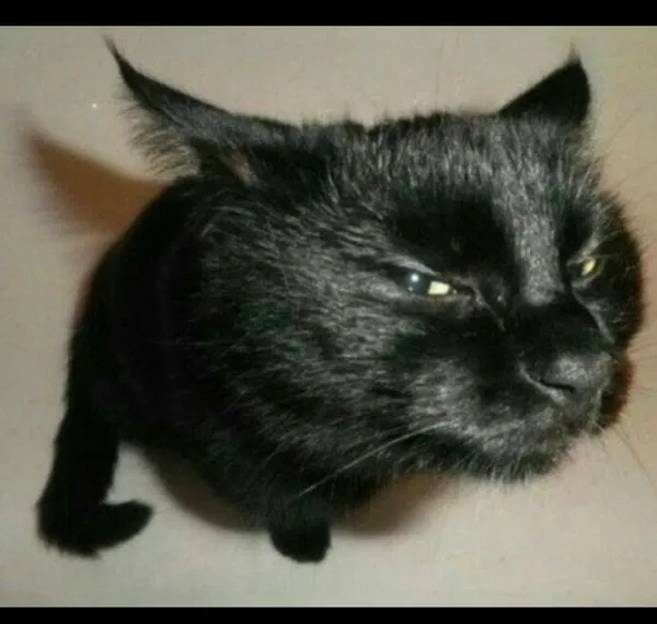 Avatar of CheekyMicah