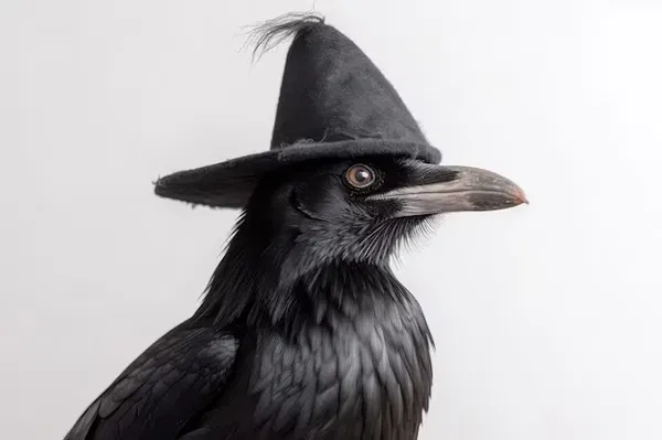 Avatar of Mister Raven