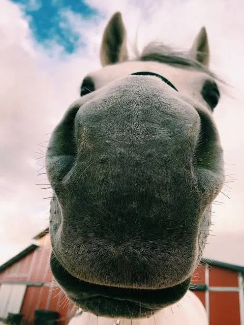 Avatar of EvilerHorse