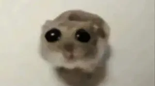Avatar of Foofy