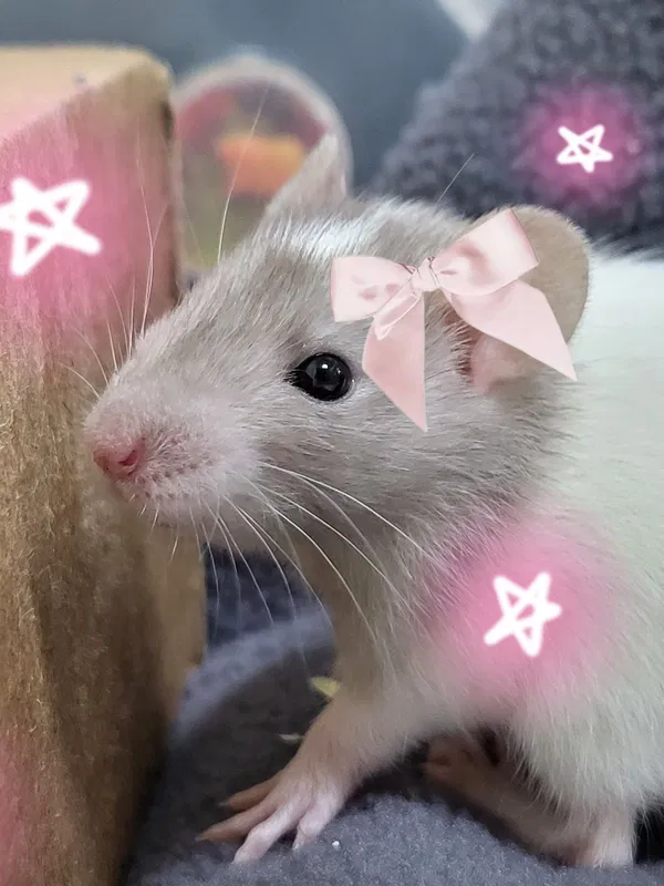 Avatar of Im_a_rat