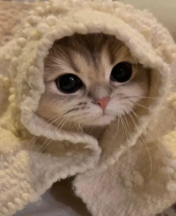 Avatar of Vynonlosthisaccount