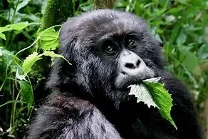 Avatar of gorilladude101