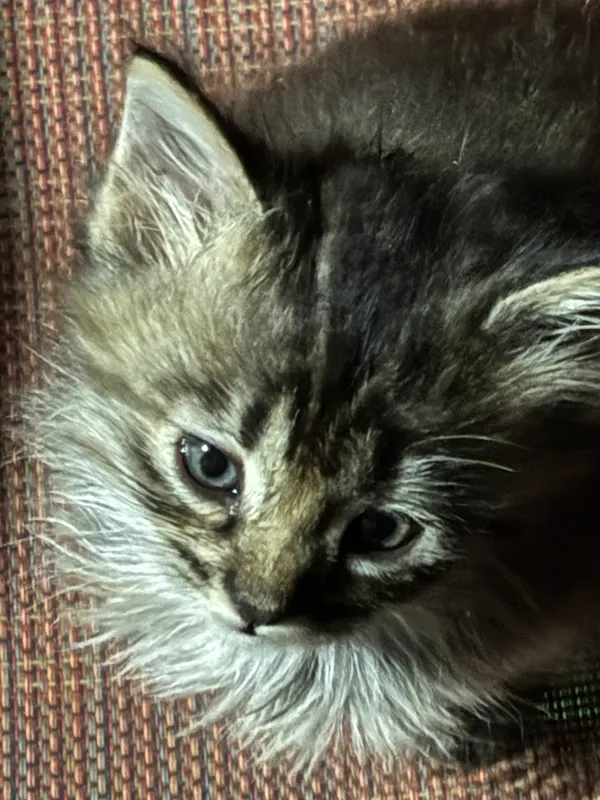 Avatar of Jakopuuu