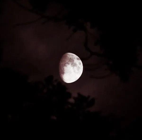 Avatar of moon_pumpkin