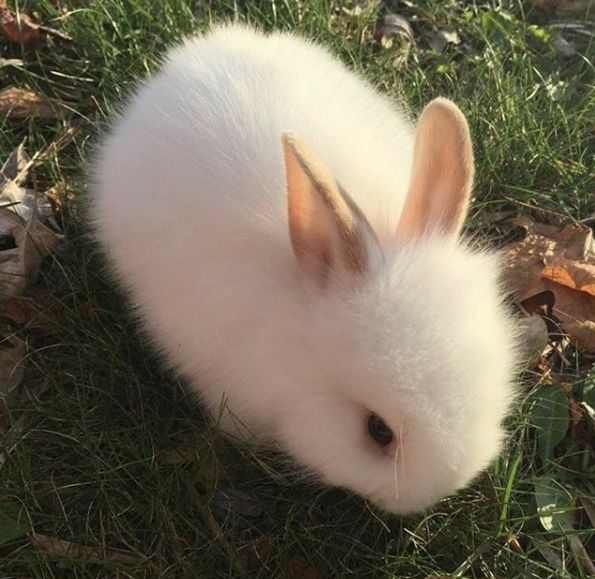 Avatar of Clementinebunny