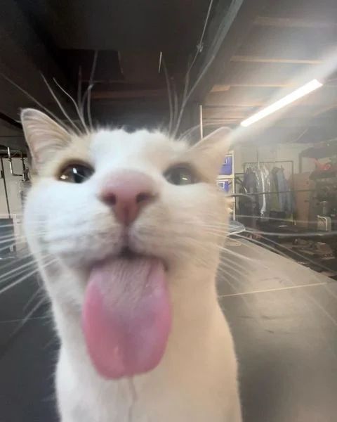 Avatar of keikeioo