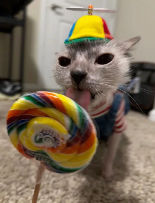 Avatar of rockyhqhe