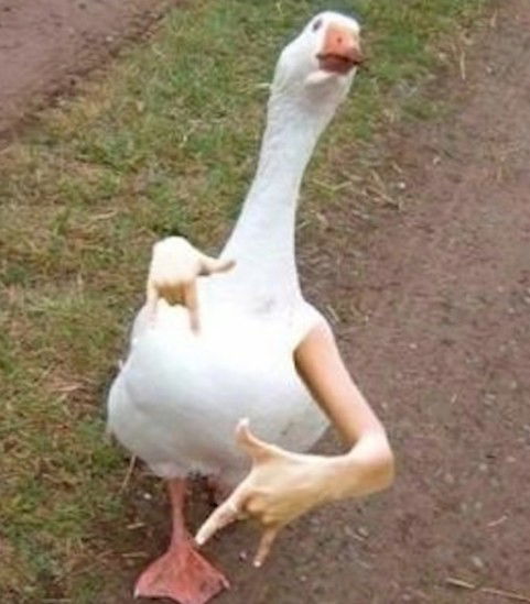 Avatar of CheeseBoss