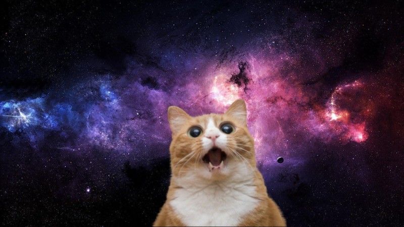 Avatar of Bot0Cat