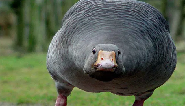 Avatar of SpongeDucky