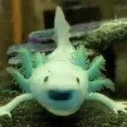 Avatar of AnotherAxolotl