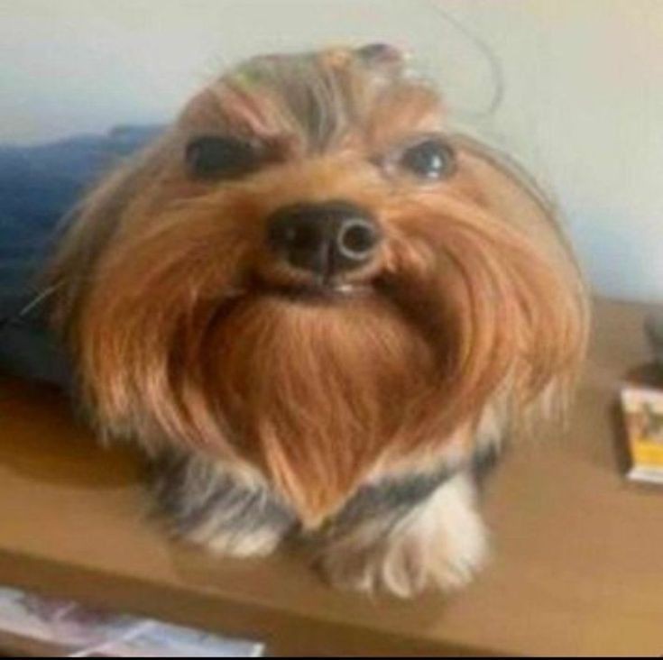 Avatar of PotatoMark