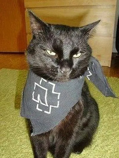 Avatar of Cat_crazy