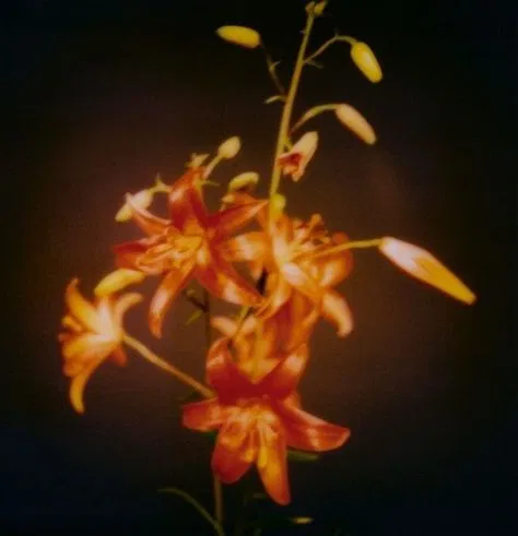 Avatar of vimespoir