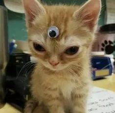 Avatar of silly lil guy