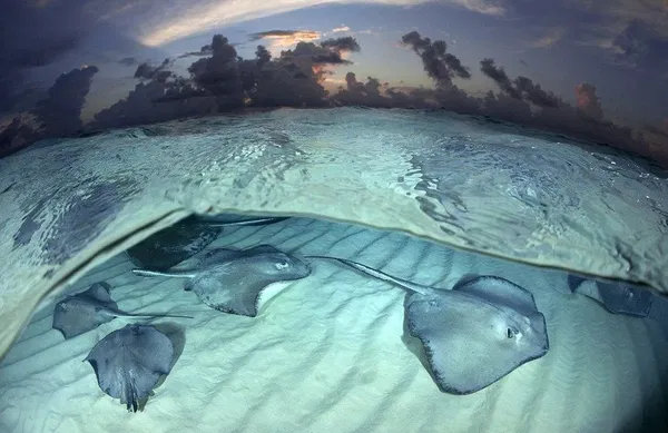 Avatar of Hyperfish