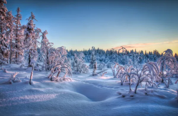 Avatar of Snowyfields