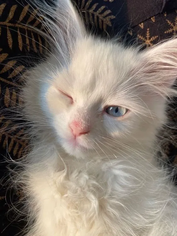 Avatar of Ashlynx6924