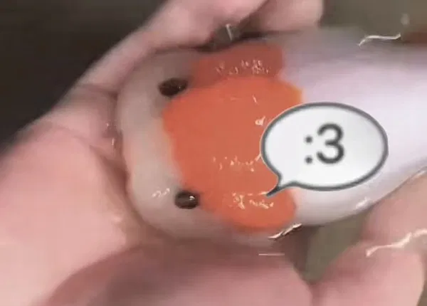 Avatar of fishymakesmeth