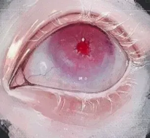 Avatar of _ghøst_