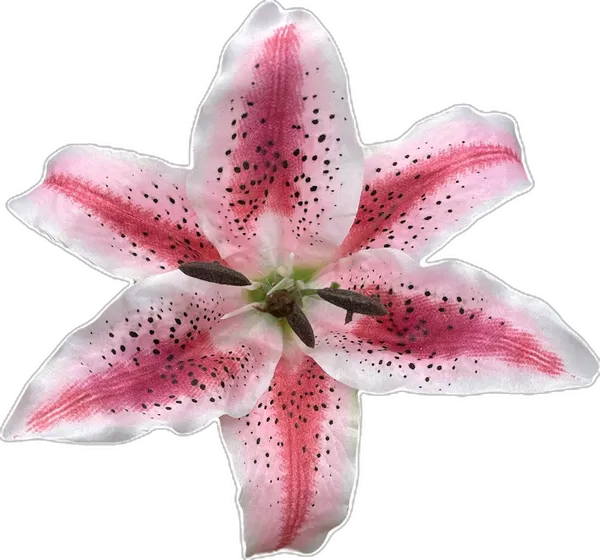 Avatar of flowerbotz