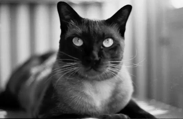 Avatar of Sargasso
