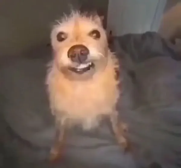 Avatar of ActuallyGlob