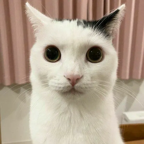 Avatar of Cloverzaza
