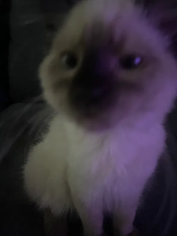 Avatar of Byrdman