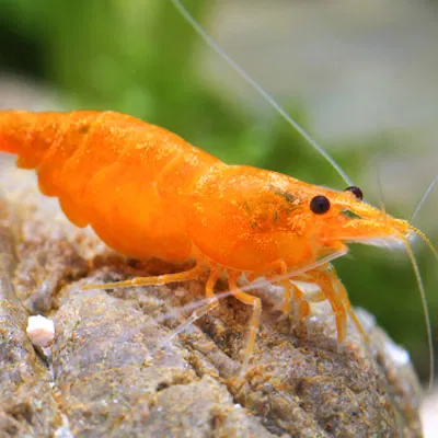 Avatar of vallenina