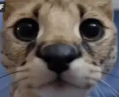 Avatar of n0thingthere