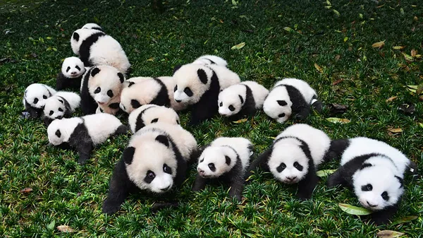 Avatar of Pandaxity