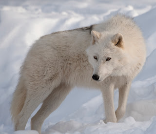 Avatar of Callsign_Wolf