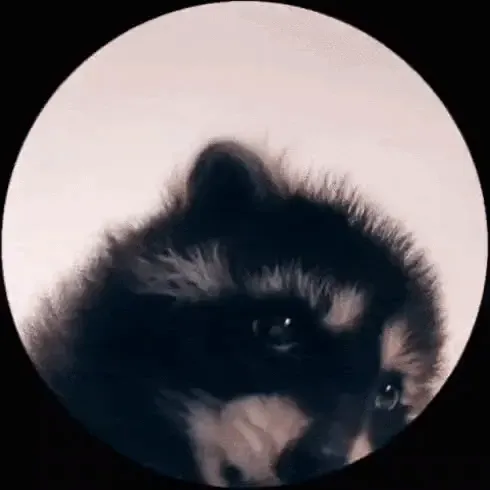 Avatar of HungryRaccoon