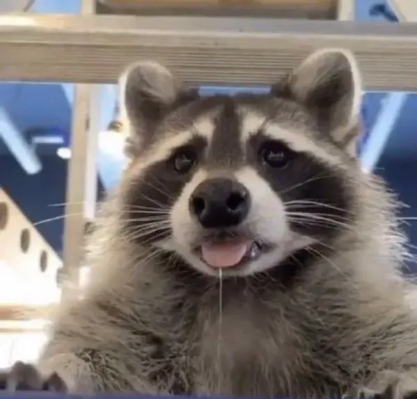 Avatar of HungryRaccoon