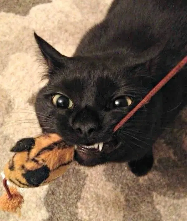 Avatar of akoreos