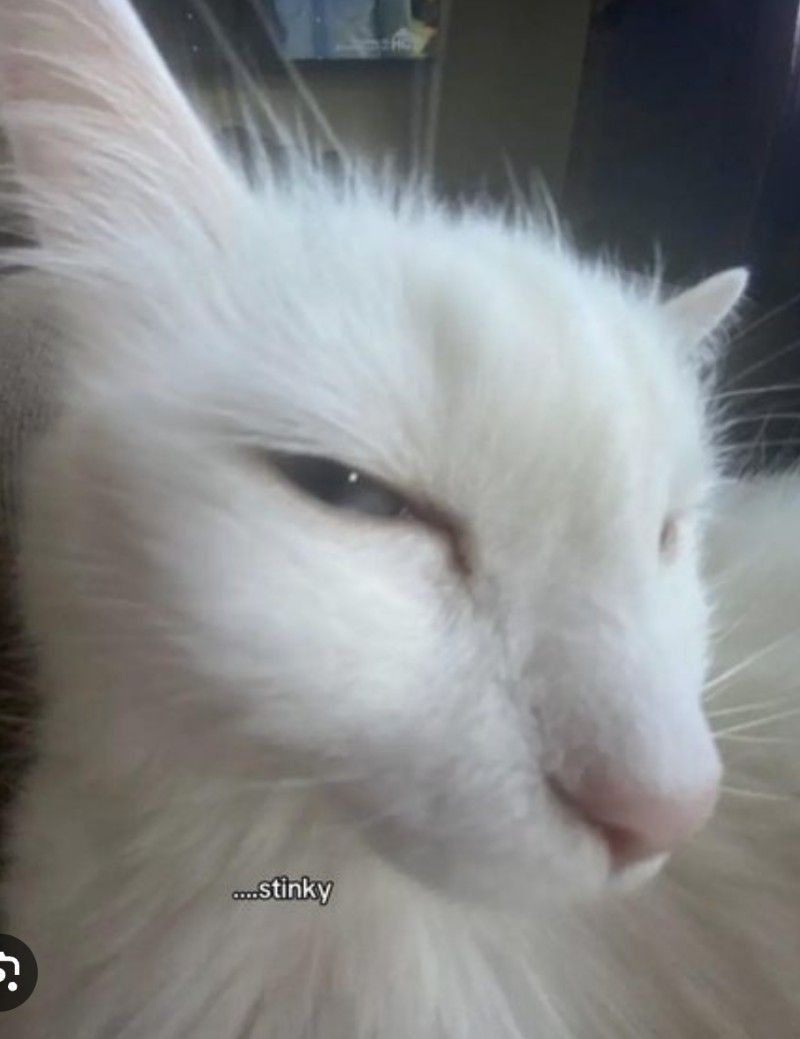 Avatar of silliest goose