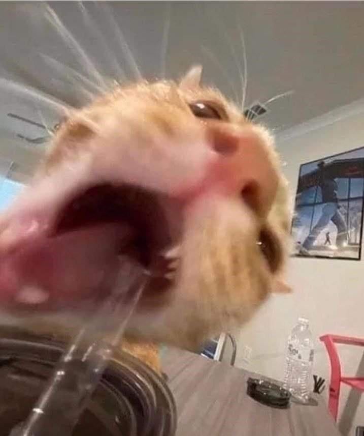 Avatar of What do I put here