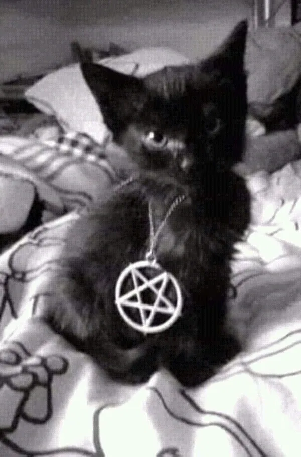 Avatar of Metalkitty12@