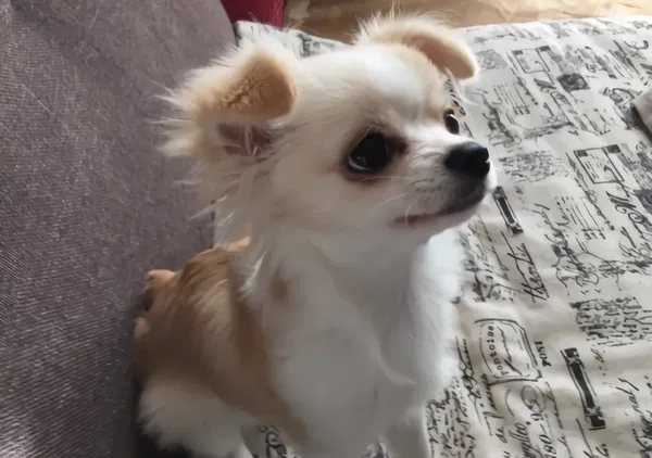 Avatar of spiffyspitz