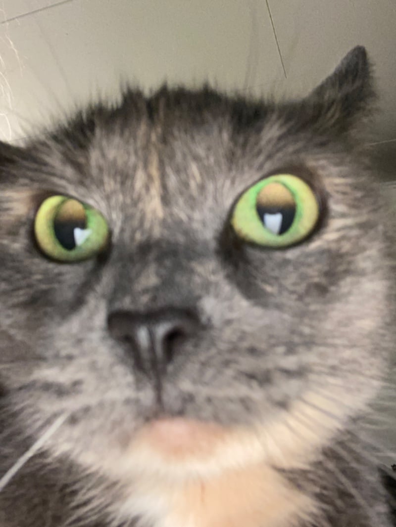 Avatar of Slvshlvr