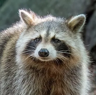 Avatar of JustARaccon