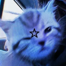 Avatar of Catissilly
