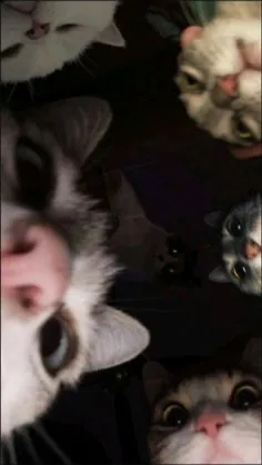 Avatar of Stinky_kitty