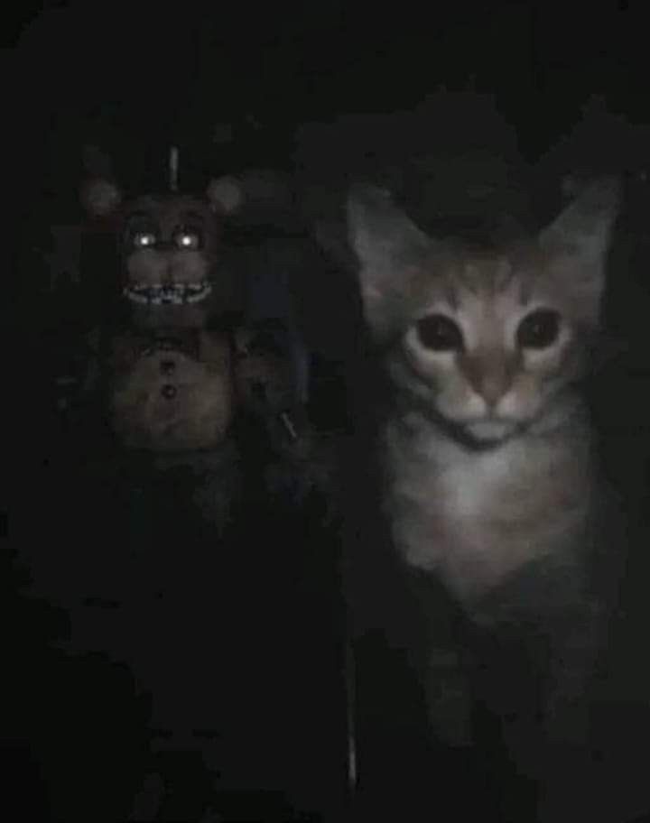Avatar of Sachykk