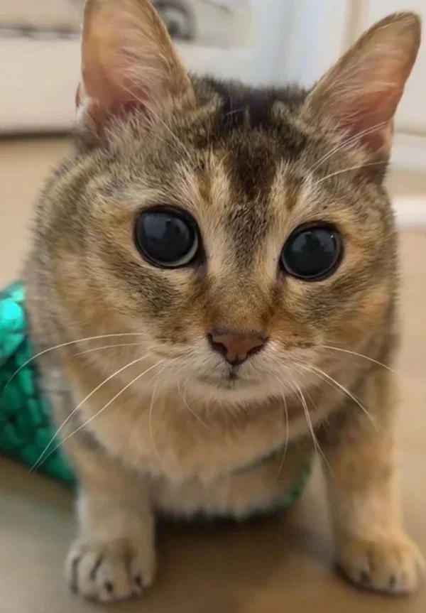 Avatar of Mamtmsdn